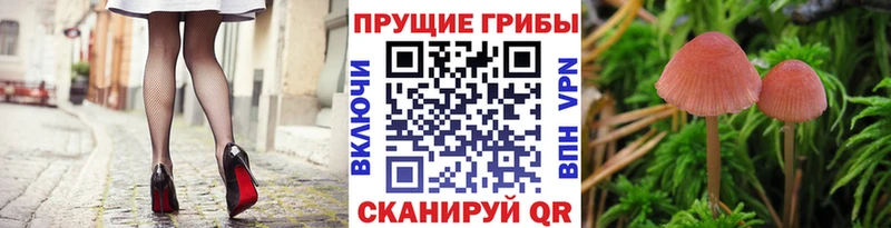 Галлюциногенные грибы Cubensis Великий Устюг